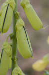 Showy rattlebox